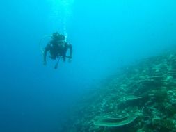 picture of man diving in the maldives