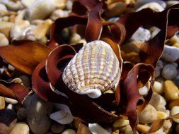 Beautiful seashell on a beach