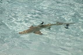 shark underwater on a beach in Maldives