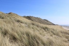 grass dune in the netherlands