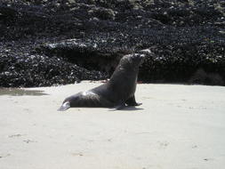 lonely seal on south island beach in new zealand