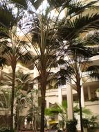 palm trees near a building on a tropical island