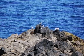 photo of the gulls are on a rocky beach
