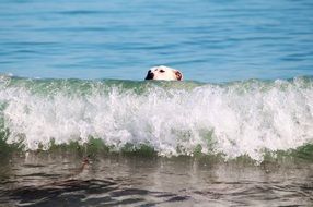 dog head in water