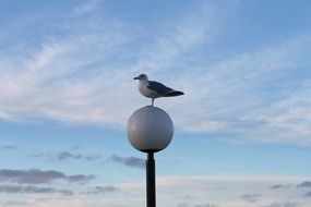 Seagull on a round street lamp