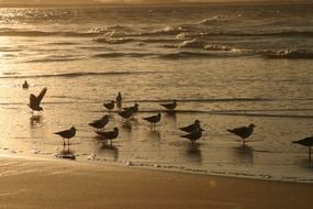Gulls on the beach at sunset