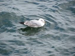 Seagull is floating on the sea