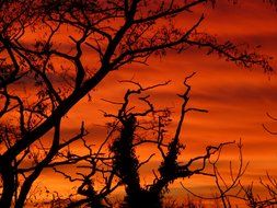 tree against the red sky