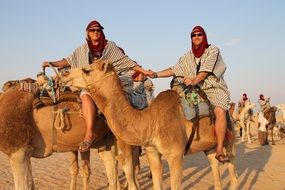 camels desert journey arabic sand