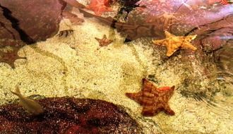 starfishs at the bottom of the ocean