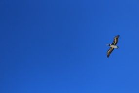 pelican in sky