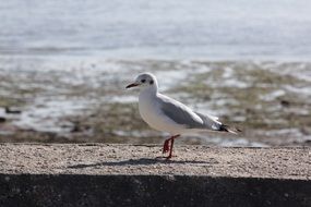 single seagull bird on the stone wall