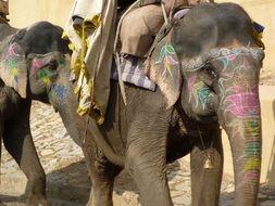 Colorful elephants in Rajasthan in India