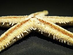 Starfish from the ocean