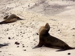 sea lions, galapagos islands