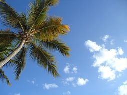 palm tree on cloud background