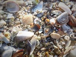 many mussels on the beach in morocco closeup