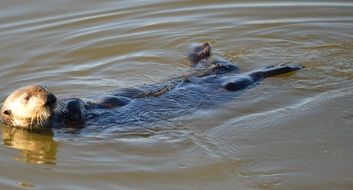 sea otter is swimming in the water