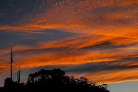Orange clouds at sunset over treetops