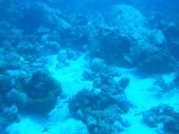 observation of coral underwater