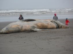 huge whale on the coast at dusk