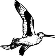 bird in flight as a graphic illustration