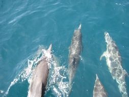 wonderful dolphins ocean