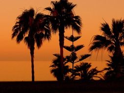 palm trees at evening beach romantic scene