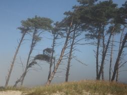 hurricane wind on the coast of the Baltic Sea