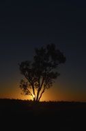 silhouette of a lonely tree at dusk