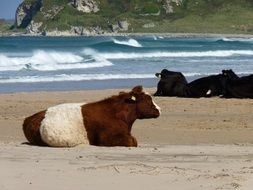 cows on beach