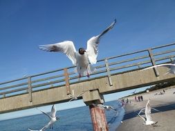 seagull flapping wings