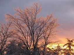 Frozen tree at the sunset light