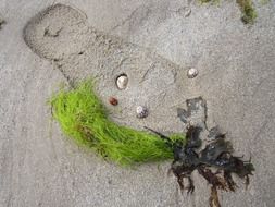beach still life close-up