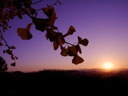 growing gingko tree at the sunset