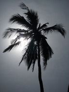 high palm tree against the sun