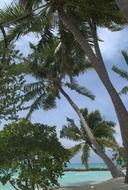 palm trees on beach, maldives