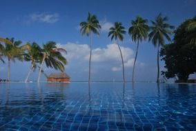 palm trees on an exotic island