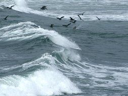 birds flock of spray in a flight over the ocean