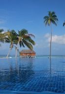 palm trees on an exotic island near the ocean, maldives