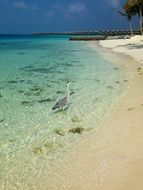 blue water on the beach in the maldives