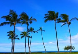 palm trees with green branches against the blue sky