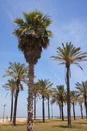 green palm trees on the beach of Malvarrosa