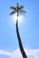 incredible beauty tropical palm