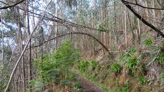 trail among the thickets in Madeira