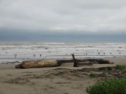 snag on the ocean beach