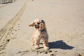 yellow american cocker Spaniel, dog on beach