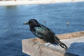crow bird