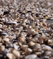 mussel shells as a beach close-up