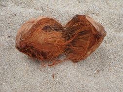 coconut on the beach of the Mediterranean